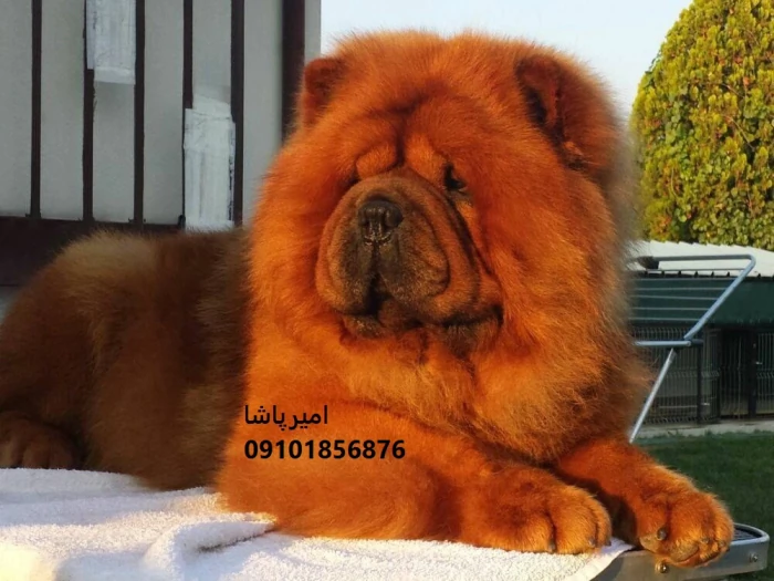 فروش-سگ-چاوچاو-اصیل-در-مجموعه-امیرپاشا-محمدشهر