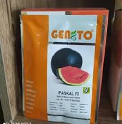 فروش-بذر-هندوانه-پاسکال