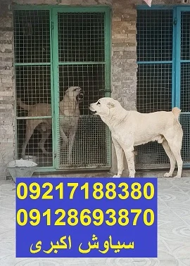 سگ-الابای-قدرتمند-نگهبان-اصیل-بزرگ-جسه