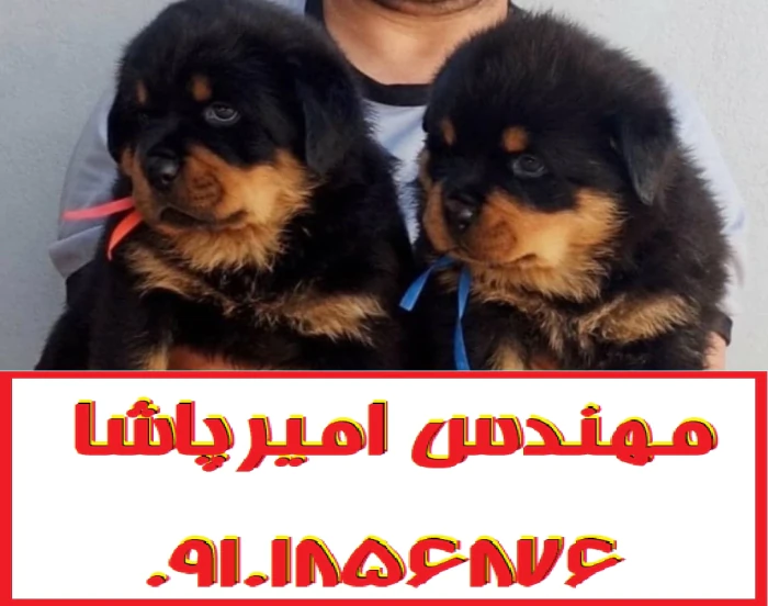 فروش-توله-سگ-روتوایلر-اصیل-در-مجموعه-امیرپاشا