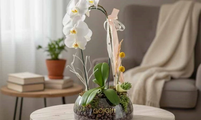 با-گل-گیفت-خرید-گیاه-آپارتمانی-آسان