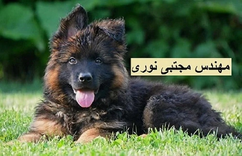 فروش-سگ-ژرمن-شپرد-اصیل-با-ضمانت-کتبی