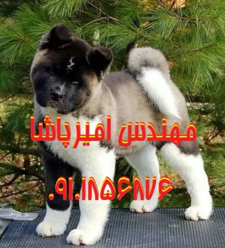فروش-سگ‌های-آکیتا-اصیل--مجموعه-امیرپاشا