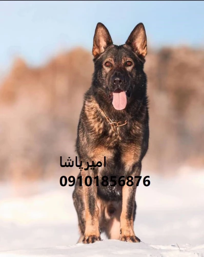 فروش-سگ-ژرمن-شپرد-اصیل-در-مجموعه-امیرپاشا