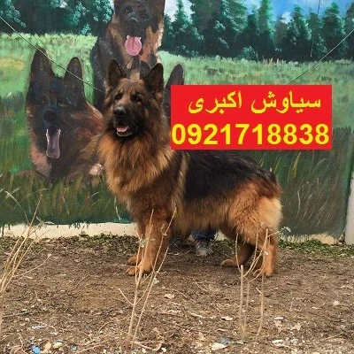 فروش-سگ-ژرمن-شپرد-ورک-لاین-وارداتی