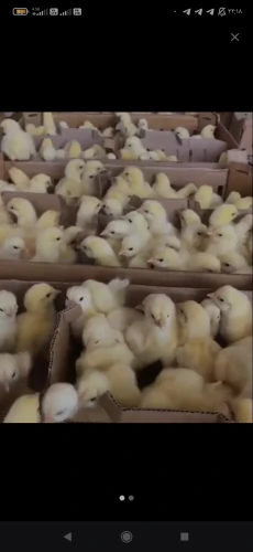 فروش-جوجه-یک-روزه-گوشتی-مستقیم-از-تولید-کننده