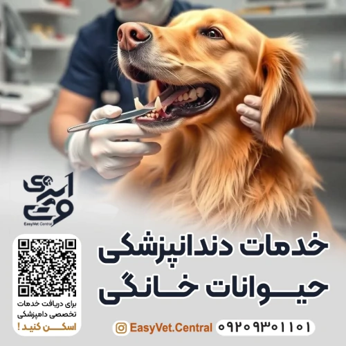 خدمات-دندانپزشکی-حیوانات-خانگی