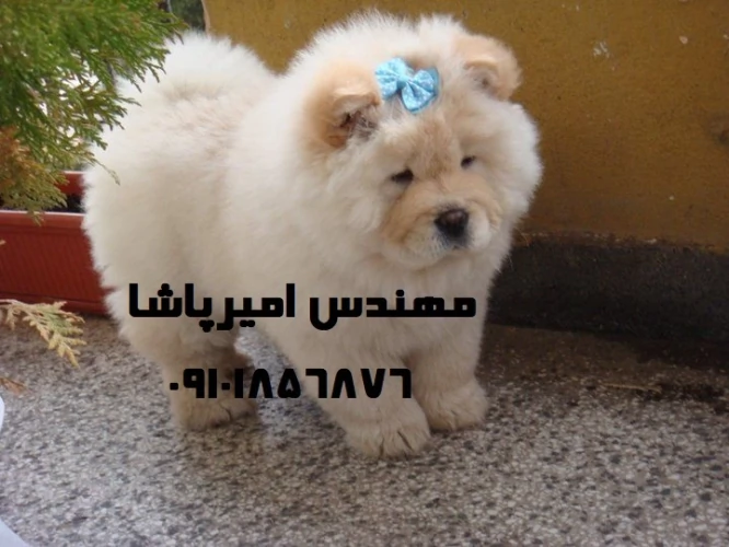 فروش-سگ-چاوچاو-اصیل-در-مجموعه-امیرپاشا-محمدشهر