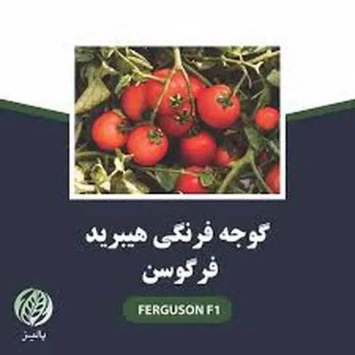 بذر-گوجه-فرنگی-فرگوسن