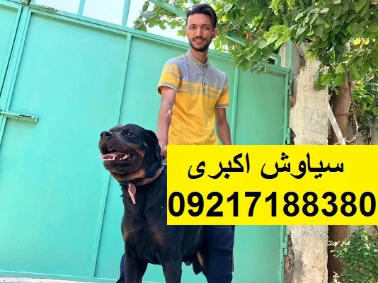 مرکز-پرورش-سگ-روتوایلر-اصیل-خرید-و-فروش-سگ