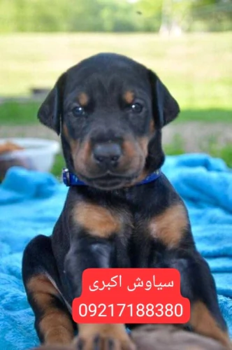 خرید-سگ-دوبرمن-پینچر-نگهبان