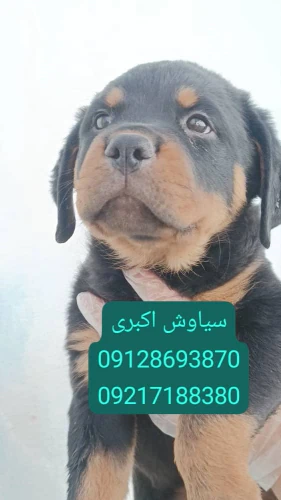 فروش-سگ-روتوایلر-اروپایی-پوزه-دلقکی-وارداتی