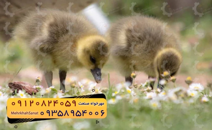 🐣🐣🐣-*جوجه-غاز-گوشتی*🐣🐣🐣
