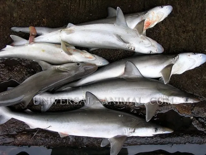 shark-fish-export-to-dubai