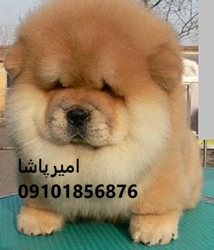 توله-چاوچاوِ-با-چین‌های-باشکوه-در-محمدشهر