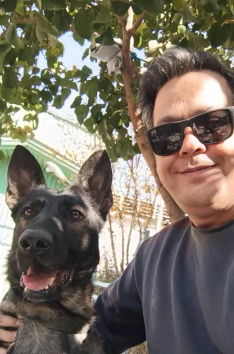 فروش-سگهای-ژرمن-شپرد-شولاین-و-ورکلاین-اموزش-دید