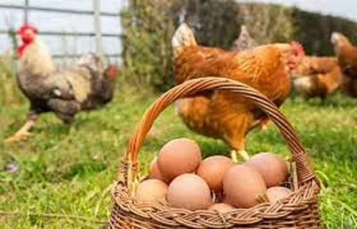 آموزش-پرورش-مرغ-تخم-گذار-به-صورت-تخصصی