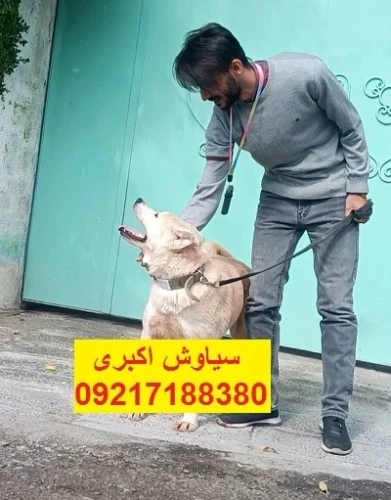 خرید-و-فروش-سگ-اکیتا-ژاپنی-توله-سگ-آکیتا-ژاپنی