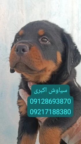 فروش-سگ-روتوایلر-اروپایی-پوزه-دلقکی-شجره-دار