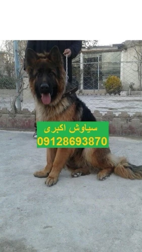 خرید-سگ-ژرمن-شپرد-ورک-لاین-شجره-دار