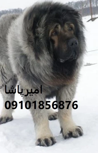 فروش-قفقازیِ-—-نگهبانِ-غول‌پیکرِ-در-محمدشهر