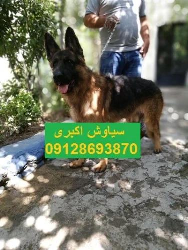 خرید-سگ-ژرمن-شپرد-ورک-لاین-ارزان