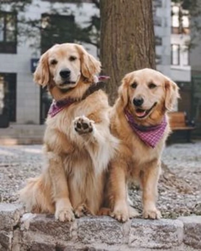 فروش-سگ-golden-retriever-دارچینی-بالغ