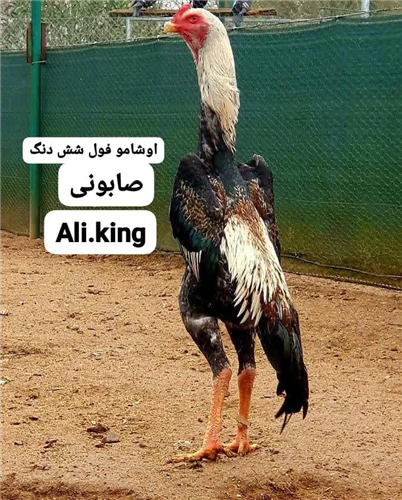 لاری-اوشامو