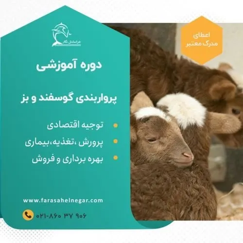 دوره-آموزشی-پرواربندی-گوسفند-و-بز