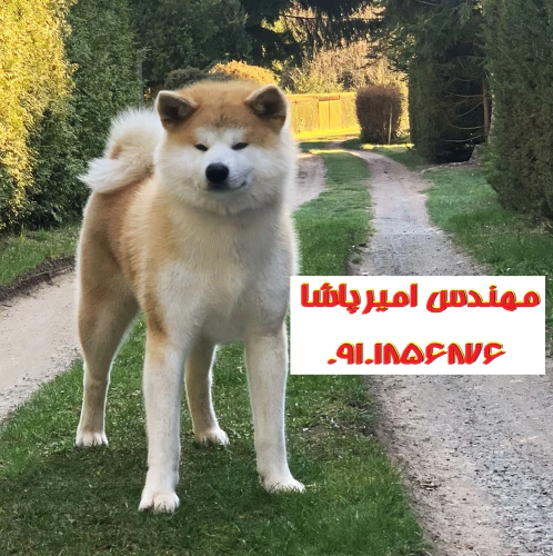فروش-توله-سگ-آکیتا-ژاپنی-اصیل-درمجموعه-امیرپاشا