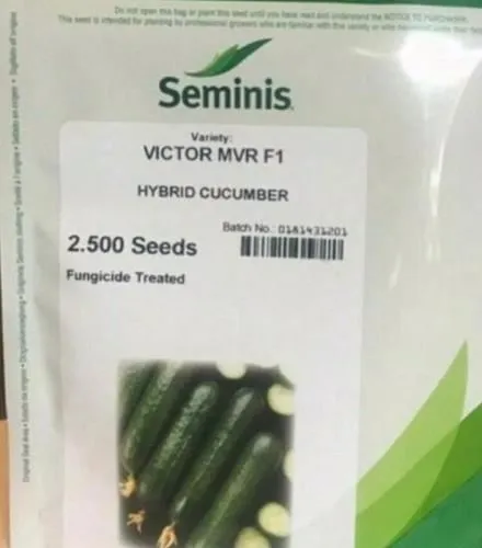 بذر-خیار-ویکتور-سیمینس