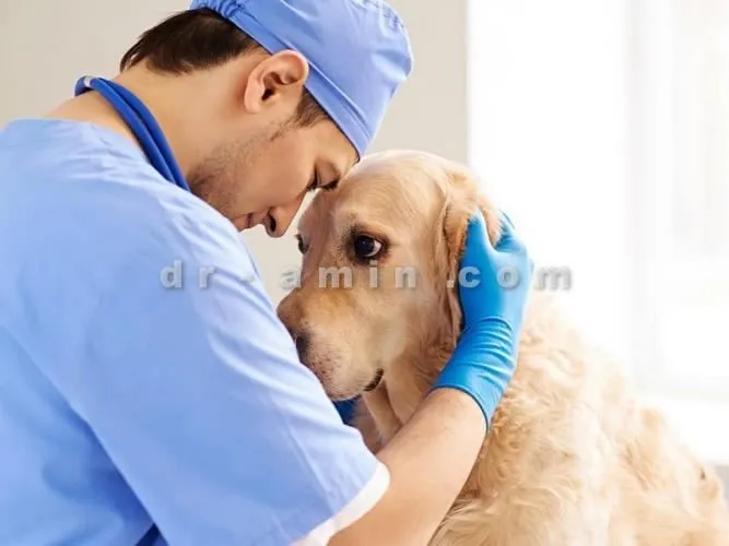 خدمات-درمانی-حیوانات-پاسداران