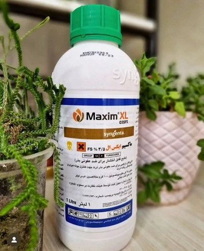 سم-قارچ-کش-ماکسیم-ایکس-ال-سینجنتا