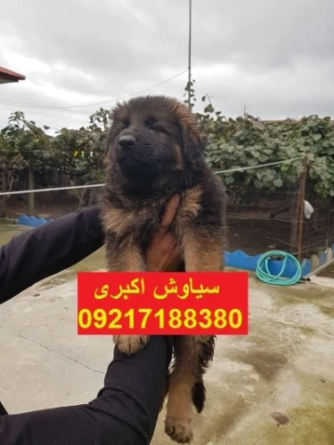 پانسیون-سگ-ژرمن-شپرد-ورک-لاین