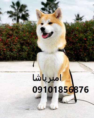 توله-آکیتای-نمادی-از-وفاداری-عزت‌نفس