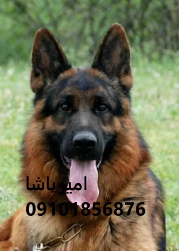 عرضه-و-فروش-رسمی-سگ-نژاد-ژرمن-شپرد-در-محمدشهر