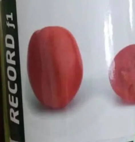بذر-گوجه-رکورد-f1