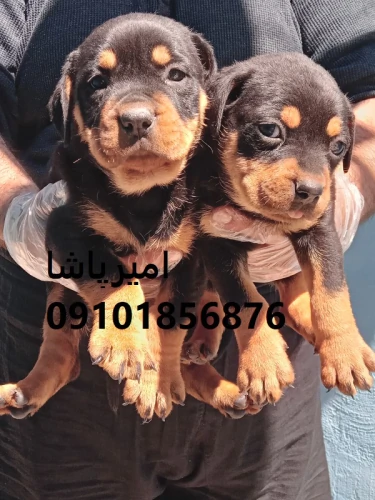 توله-روتوایلرِ-قوی-مثل-سنگ-باهوش-در-محمدشهر