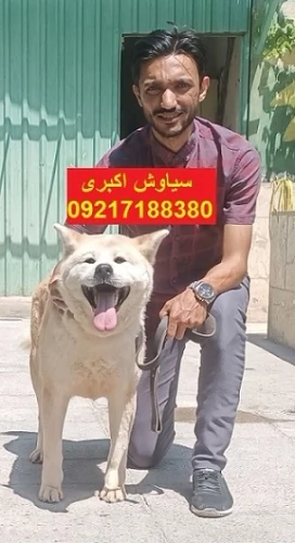 *🐶-توله-سگ-نژاد-آکیتا-(ژاپنی-و-آمریکایی)-🐶*