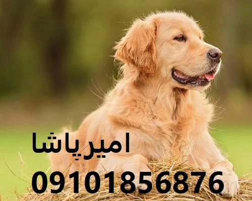 فروش-سگ-گلدن-رتریور-اصیل-در-مجموعه-امیرپاشا