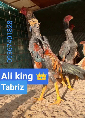 اوشامو-آلمانی-و-اساکایی
