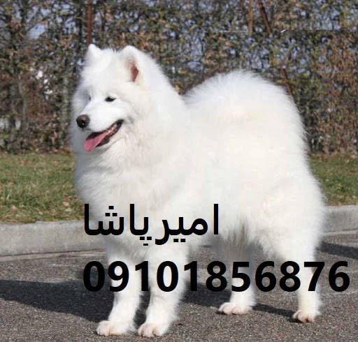 فروش-توله-سگ-سامویید-اصیل--مجموعه-امیرپاشا