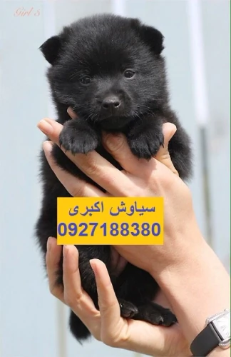 فروش-توله-سگ-ژرمن-شولاین-مو-بلند