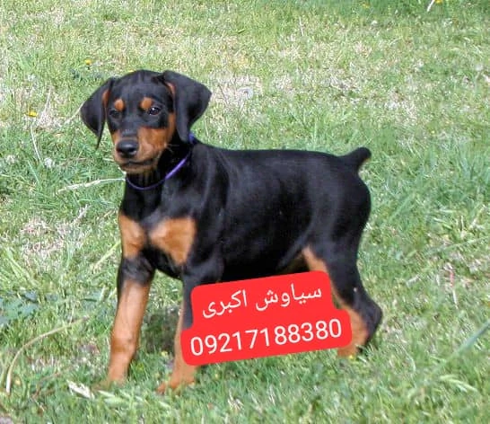 فروش-سگ-دوبرمن-پینچر-نگهبان