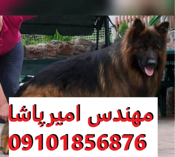 فروش-توله-سگ-ژرمن-شپرد-اصیل--مجموعه-امیرپاشا