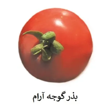 فروش-بذر-گوجه-فضای-باز-آرام-.-بذر-گوجه-درجه-1