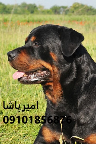 عرضه-و-فروش-رسمی-سگ-نژاد-روتوایلر-در-محمدشهر