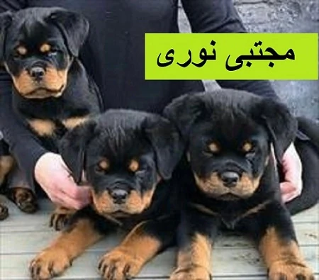 خرید-و-فروش-توله-و-بالغ-سگ-روتوایلر-اصیل