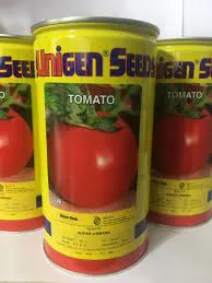 بذر-گوجه-فرنگی-یونیژن