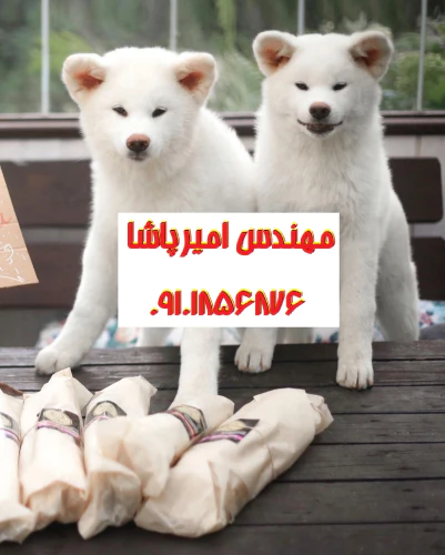 فروش-توله-سگ-آکیتا-آمریکایی-اصیل
